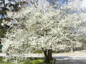 Presentation of collection Photos white spring trees